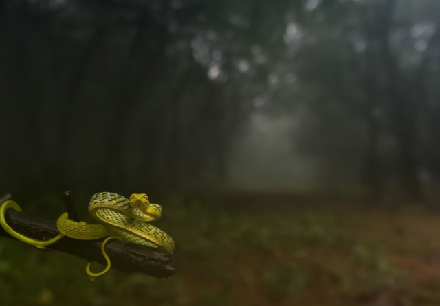 green-snake-potrait_584e74daaacb8