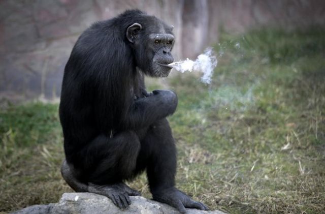 Meet the 'Chimpanzee Azalea' who smokes 'Cigarette'!!