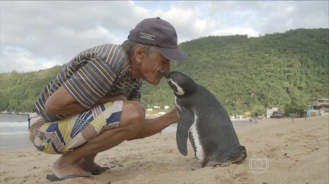 Every Year this Penguin visit to man who saved his life !!