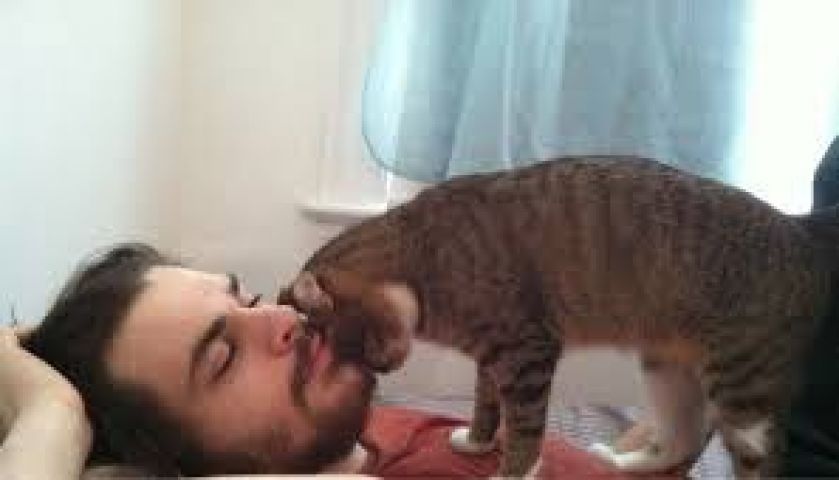 Why your cat gives you a 'headbutt'?