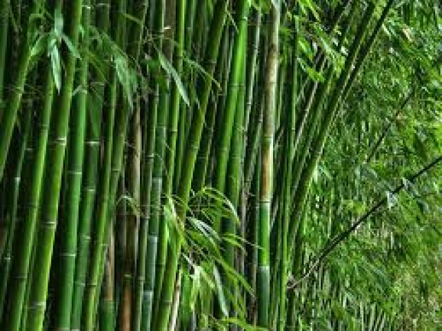 India developed new dressing material with the help of 'Bamboo'