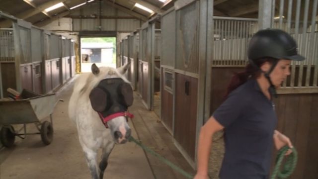 Disabled pony’s new sunglasses will get you better quality of life