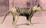 Do you ever heard about Tasmanian Tiger? Read 5 most interesting facts about this breed!