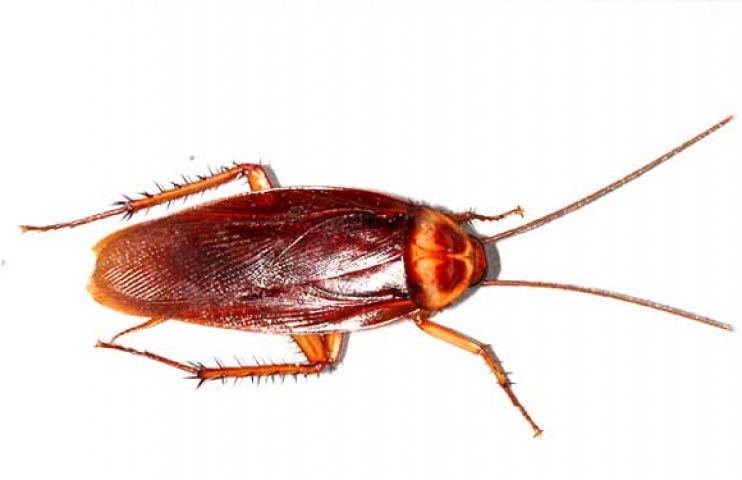 Cockroach gave birth to 25 baby bug in the human ear