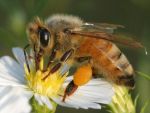 Do you know Honey Bees never forget the faces? Know more about them