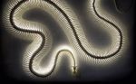 Scientists have discovered ‘Ghost snake’ species in Madagascar