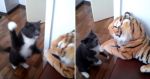 बिल्ली ने मारा टाइगर को जोरदार मुक्का, देखे वीडियो