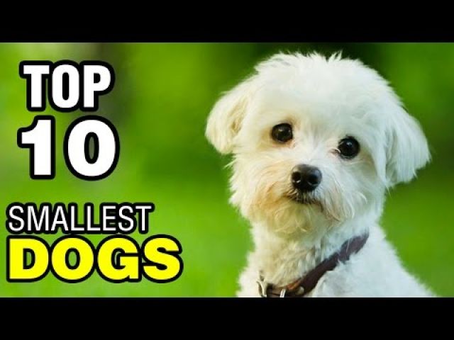 Watch this video of top 10 smallest dog breeds in the world