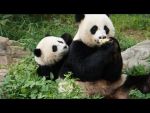 Funny Video : सिर्फ इंसानी बच्चों को ही नहीं, बेबी पांडा को भी नहीं पसंद मेडिसिन लेना