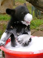Enjoy, the cute video of Rescued bear cub enjoys bubble bath