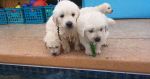 These cute puppies dances well in swimming pool !