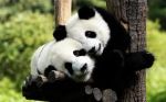 Not we but 'Baby Panda' too hates the medicine...!