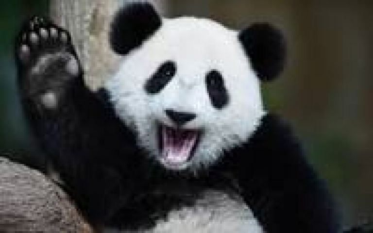 Haha! Know why the Panda killed the Restaurant Waiter??