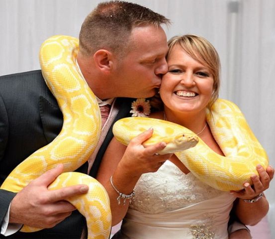 शादी में मेहमान बने जानवर, मेहमानो ने की सराहना