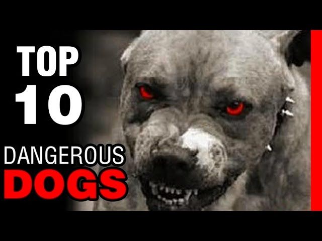 Beware! these are the top 10 'Dangerous Dogs' in the world