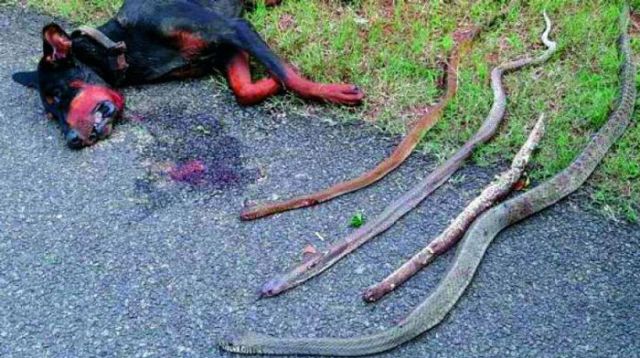 Hero Dog Dies While Fighting With Four Cobras To protect Family!