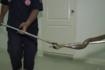Watch! Shocking appearance of Cobra in Thai toilet