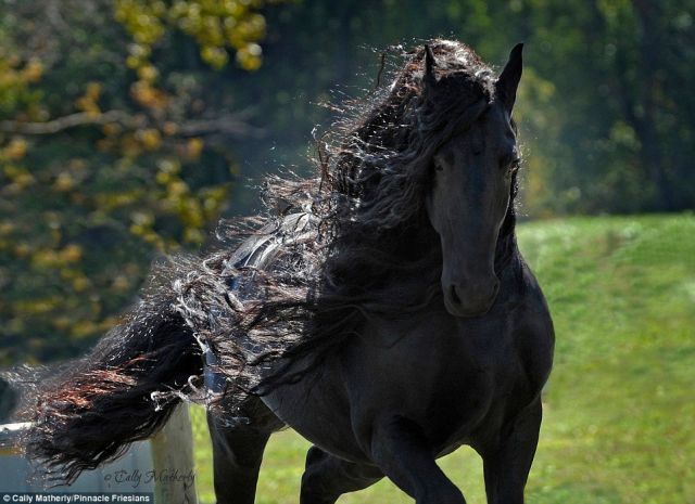 Meet world most handsomest horse, who will take your breath away!