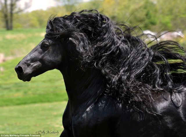 Meet world most handsomest horse, who will take your breath away!