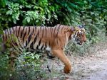 'Elated' Tigress of Indore kept back into the cage