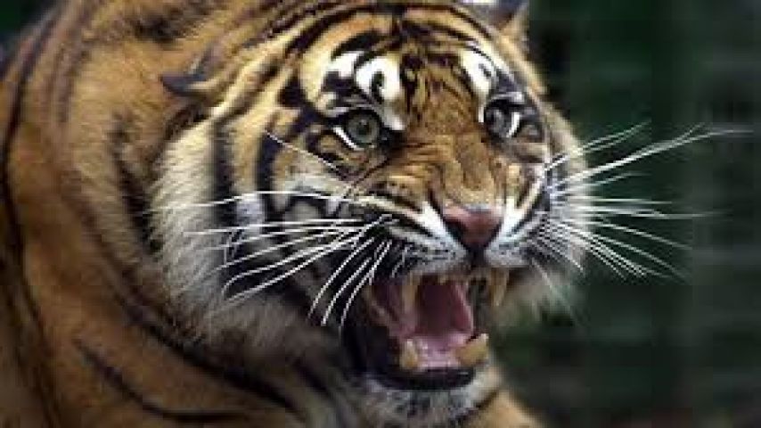 Tribal woman was attacked by tiger; injured critically