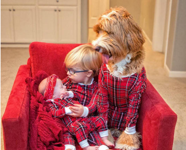 Adorable pictures of 'Labrador and a 3-year-old boy'!!