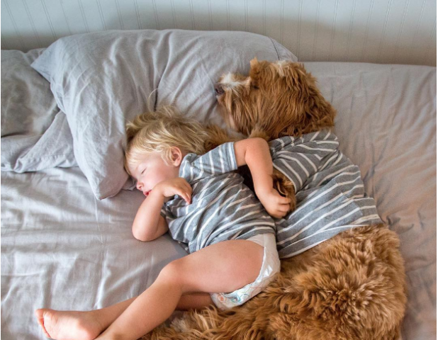 Adorable pictures of 'Labrador and a 3-year-old boy'!!