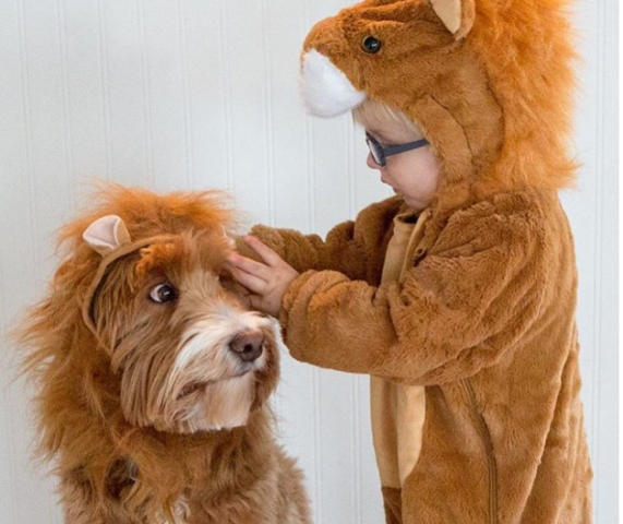 Adorable pictures of 'Labrador and a 3-year-old boy'!!