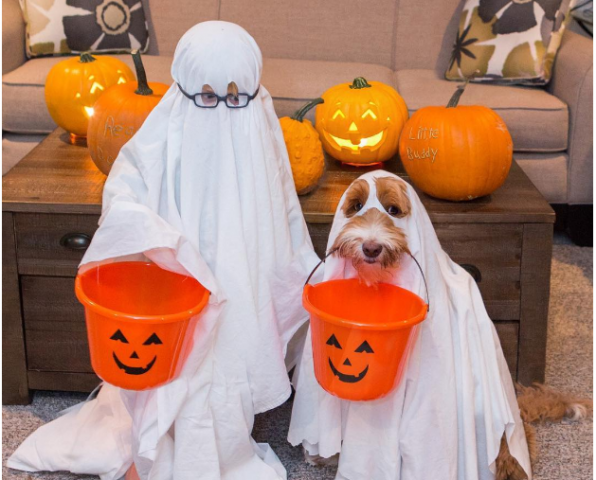 Adorable pictures of 'Labrador and a 3-year-old boy'!!