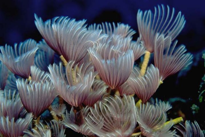 Underwater pollination is observed for the first time