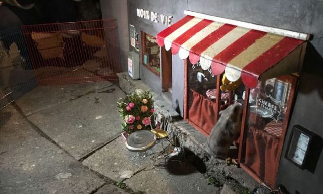 Artists created 'Beautiful Little shops' for 'Rats'!!