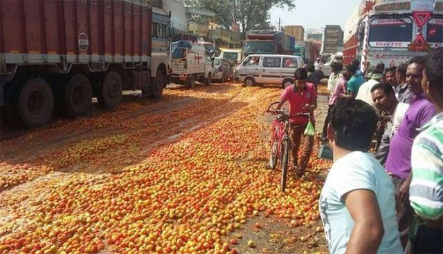 Farmers crushing 'Tomatoes under Truck' because of Demonetisation!!