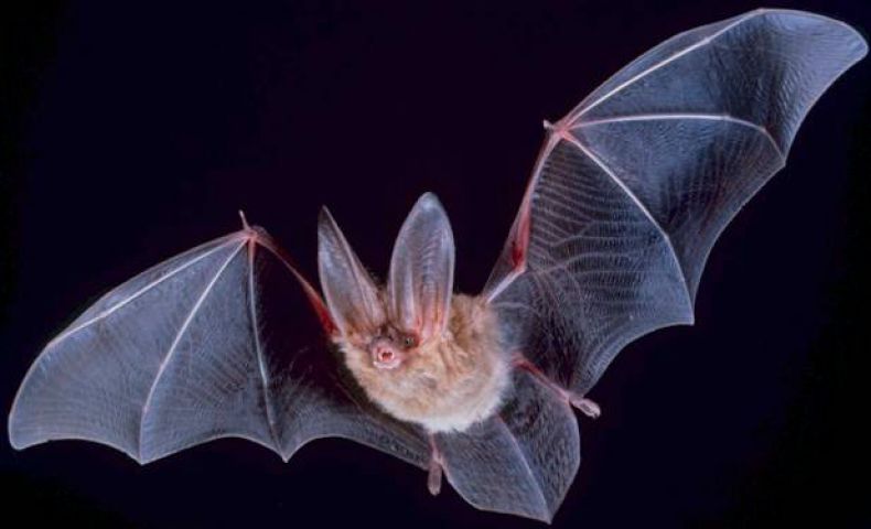 Do you know how 'Bats' communicate?