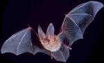 Do you know how 'Bats' communicate?