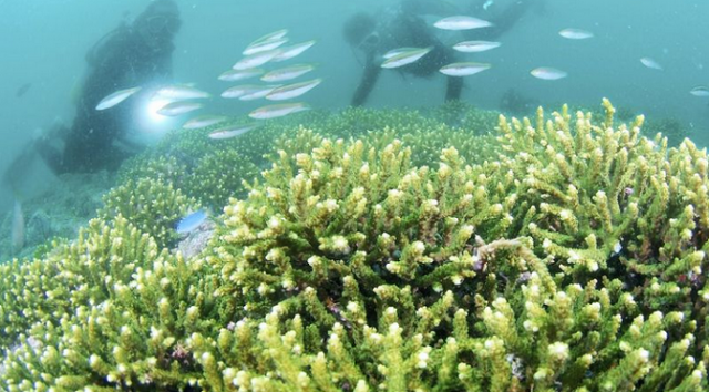 Biggest single celled organism is a 'Seaweed'
