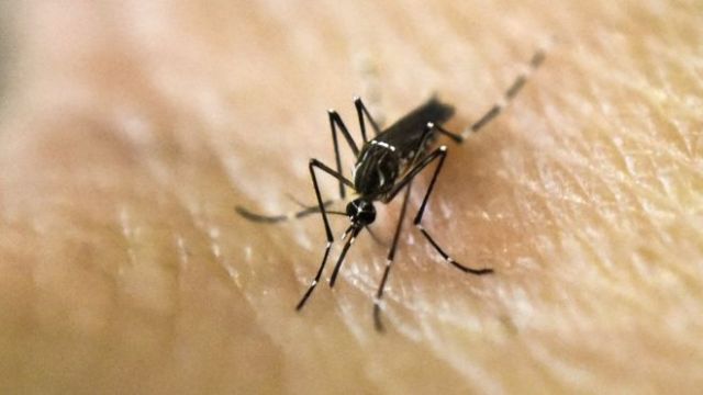 Mosquito-borne virus prompts warning in Aus
