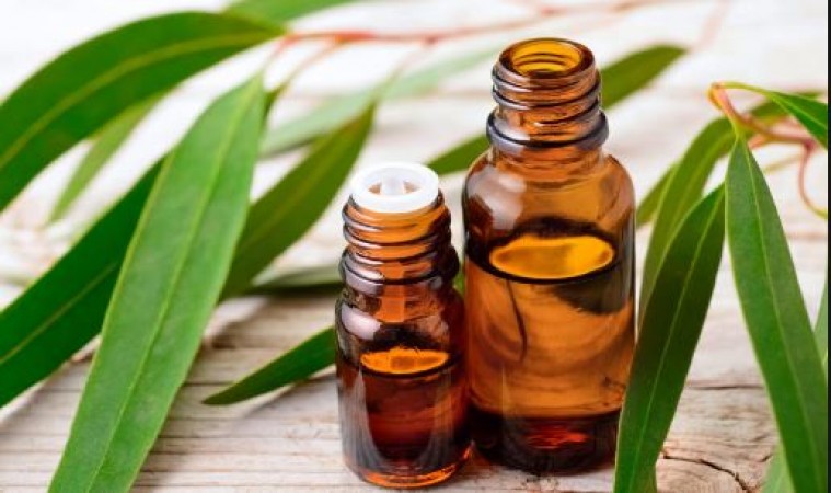 Eucalyptus oil provides relief from pimples to sunburns