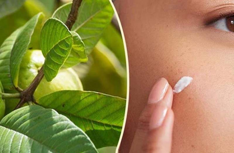 Wash Your Face with These Leaf Waters During Monsoon to Get Rid of Pimples