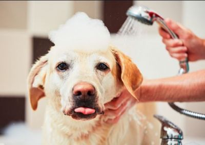 Dog Dandruff: Causes, Signs, & Treatments
