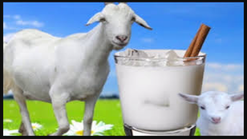 Know how to use goat milk to get fair skin and strong hair