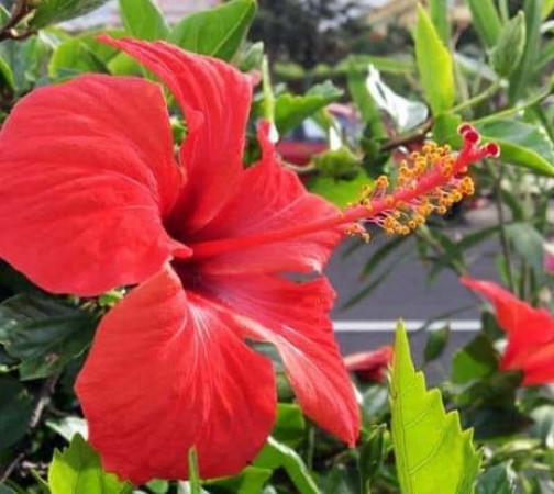 Hibiscus is more beneficial than rose, know its benefits
