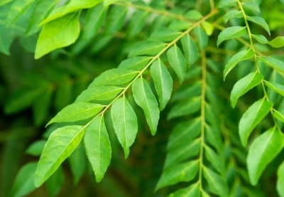 Not Just for Glowing Skin and Healthy Hair: Utilizing Curry Leaves for Multiple Benefits