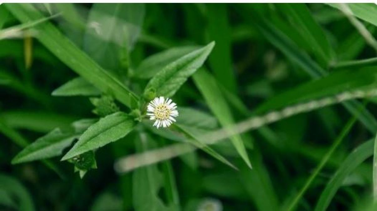 This white flowering plant is a panacea, will make the hair thick and dense in a few days