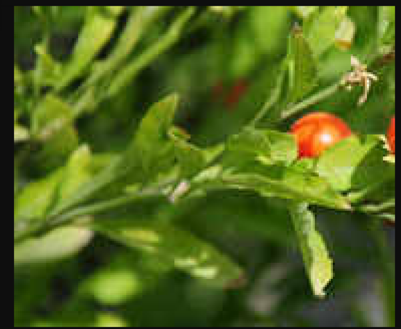 Ashwagandha not only has health benefits but also has skin benefits, know here!
