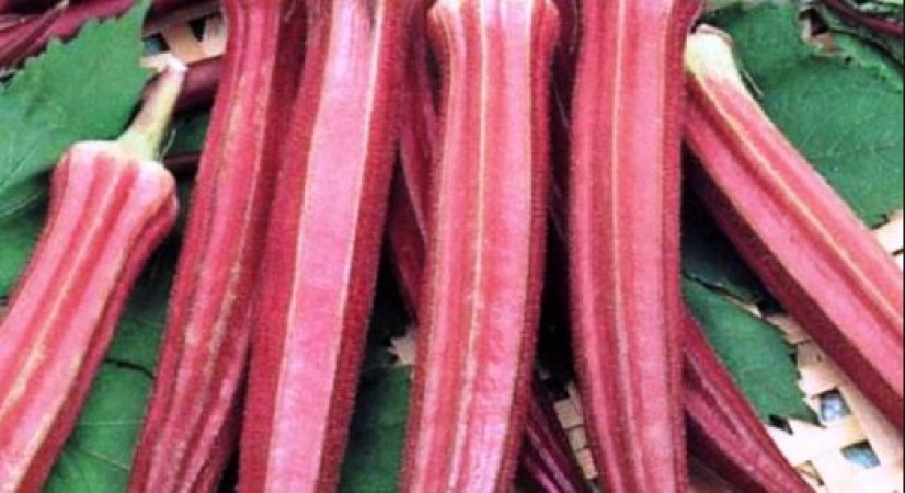 Red okra is most beneficial in summer, know the surprising benefits