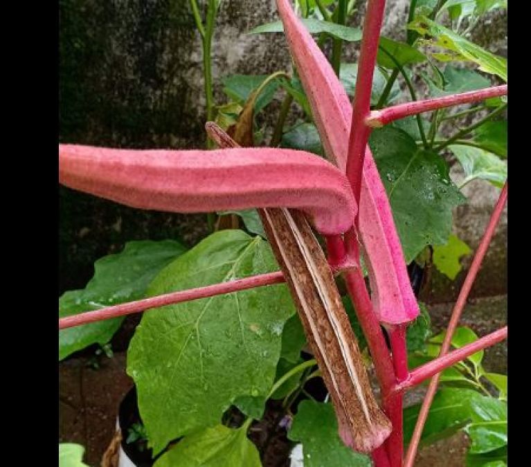 Red okra is most beneficial in summer, know the surprising benefits