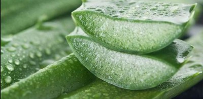 Aloe vera gel also benefits men, know about it
