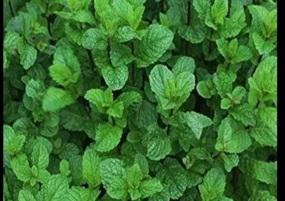 Eat mint like this in summer, will stay fresh and healthy