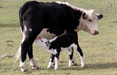 कोलेस्ट्रॉल को नियंत्रित करता है गाय का दूध