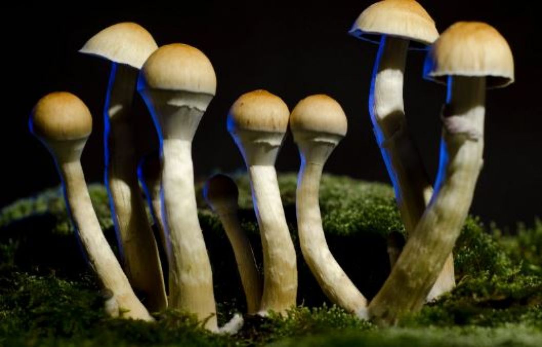 Magic Mushroom will cure depression